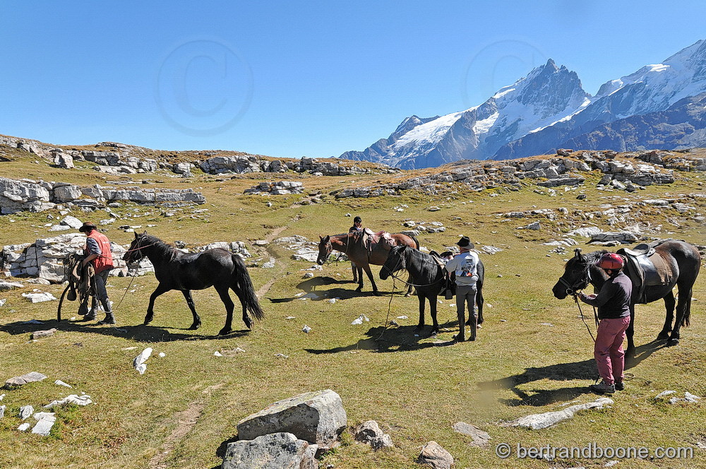 Cheval sur plateau d'Emparis