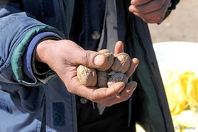 110203-1200©B.Boone