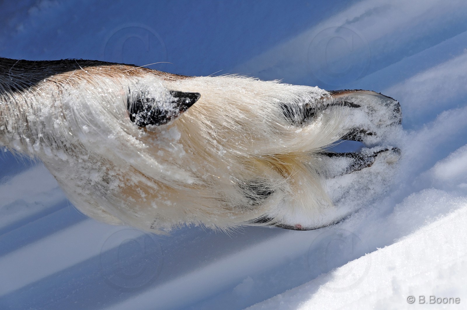 120401-0147 © B.Boone