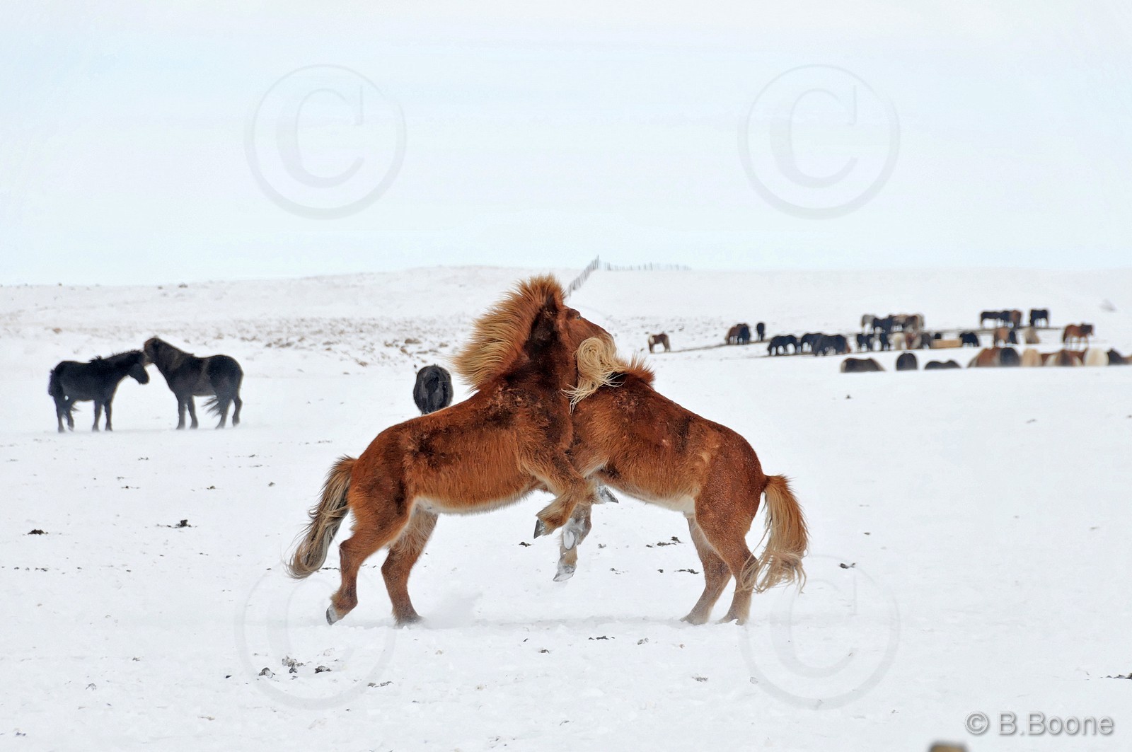 120318-324 © B.Boone