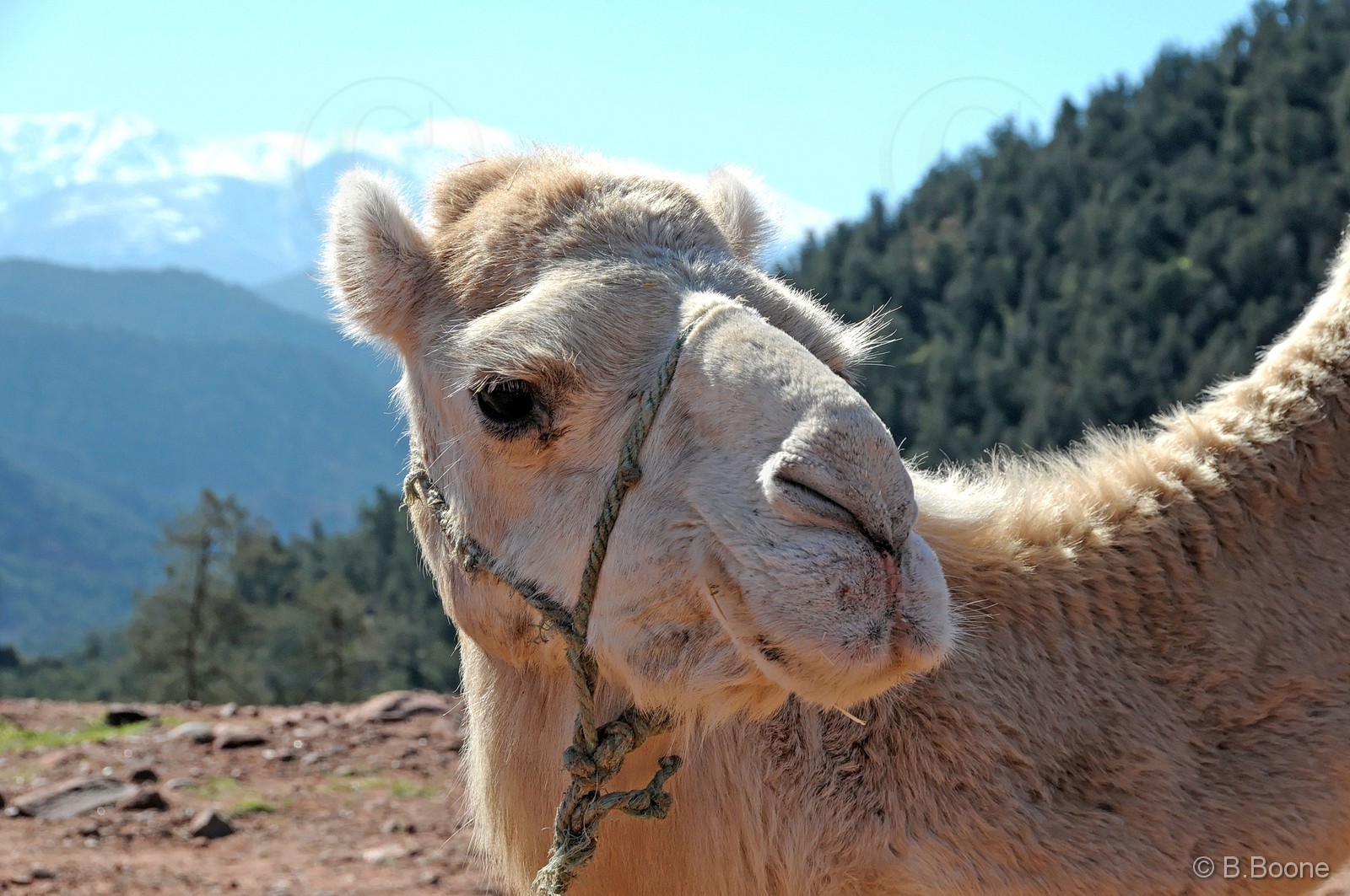 110203-0015©B.Boone