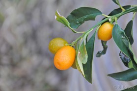 Trip Snowkite - Kitesurf en Crête (GR).