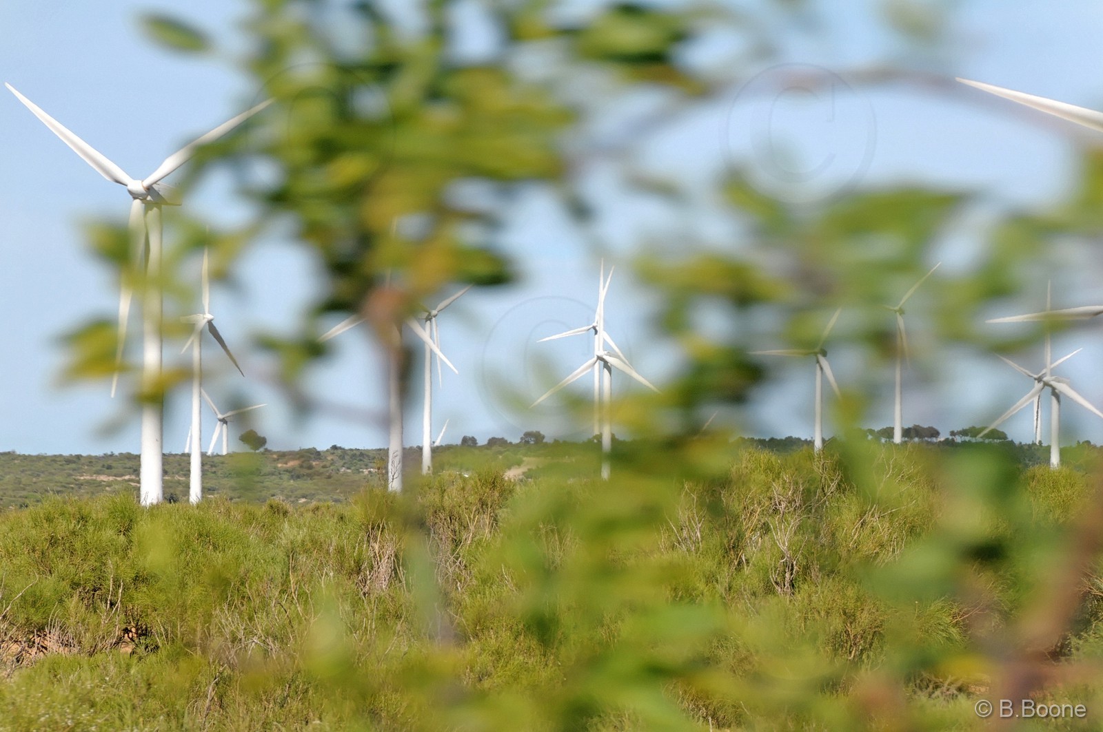 110209-0010©B.Boone